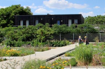 Intensive Greenroof