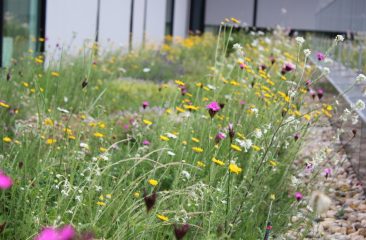 Biodiverse Green Roof