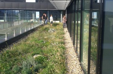 Extensive Greenroof, Budapest